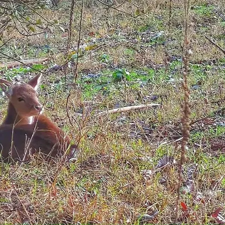Stellina בית נופש